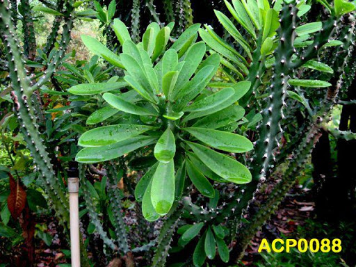 Petua Menyembuhkan Sakit Telinga Dengan Daun Seludu