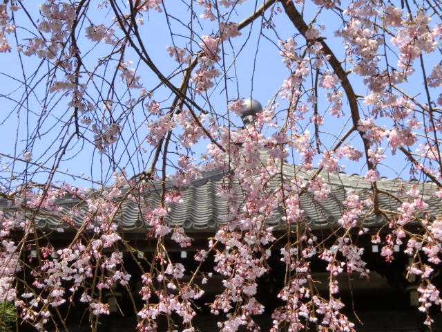  鎌倉の桜