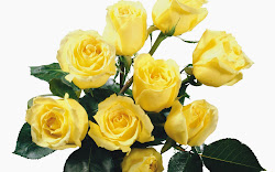 yellow rose bouquet ose