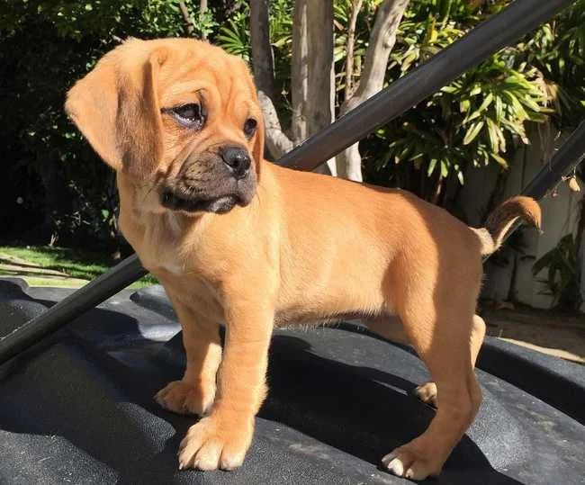 Puggle Dog Breed - a Cross Between Two Wonderful Breeds