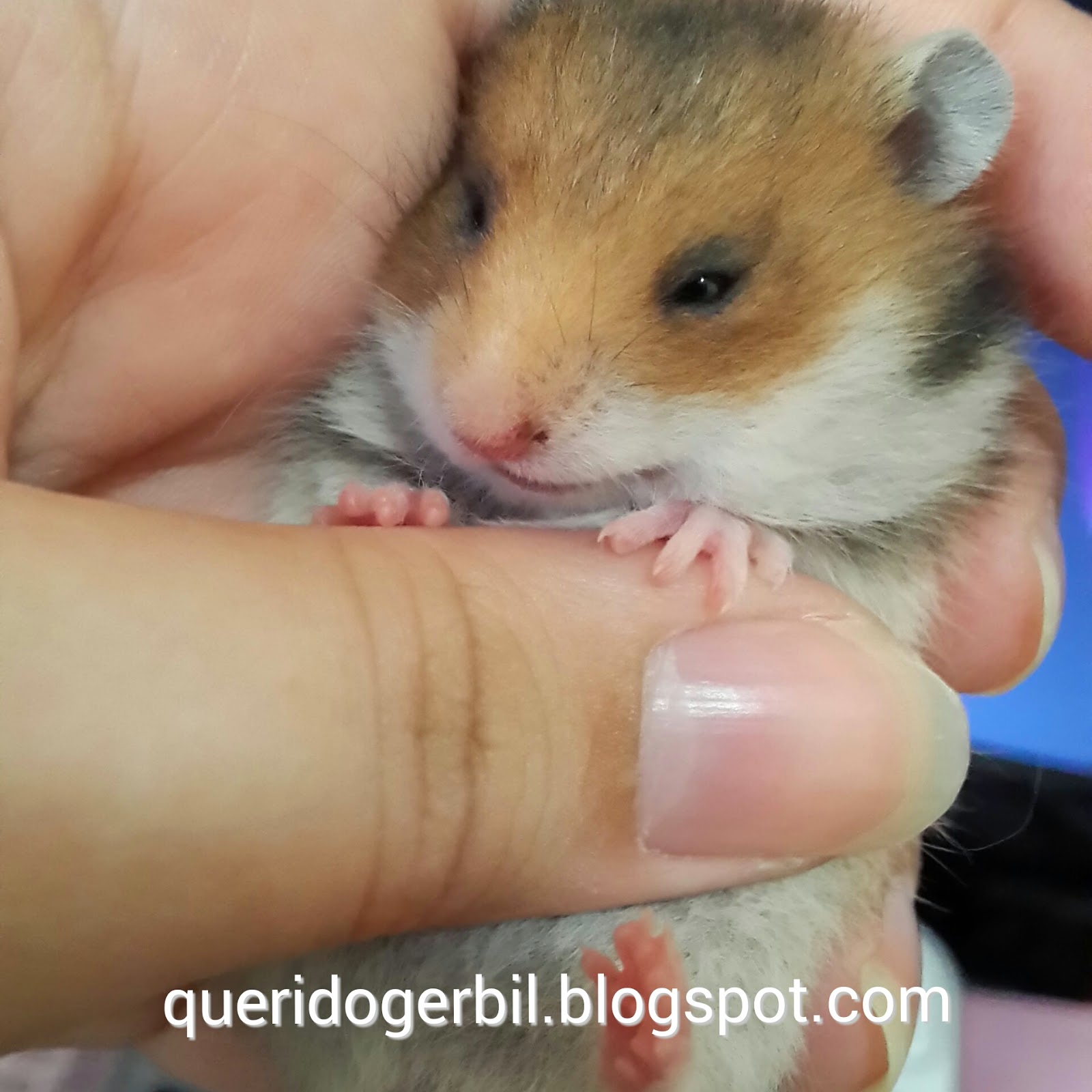 Quanto custa ter um hamster sírio? Querido Gerbil