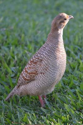 francolin