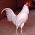Cara Menghasilkan Ayam Bekisar Berbulu Putih