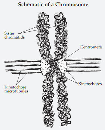 Schematic of a chromosome