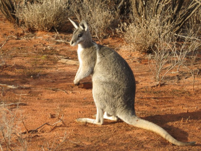 Animals of the world Bridled nailtail wallaby