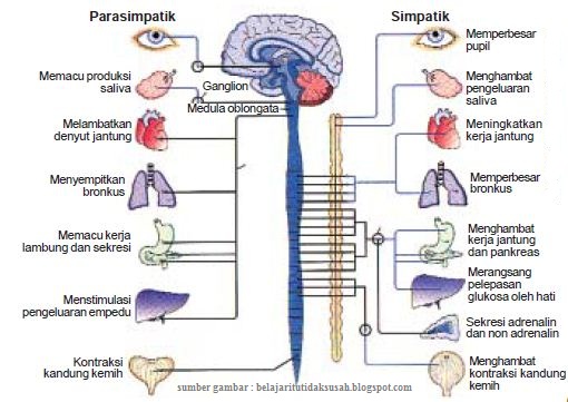 sistem saraf, saraf simpatik, saraf parasimpatik, sistem saraf simpatik dan parasimpatik,