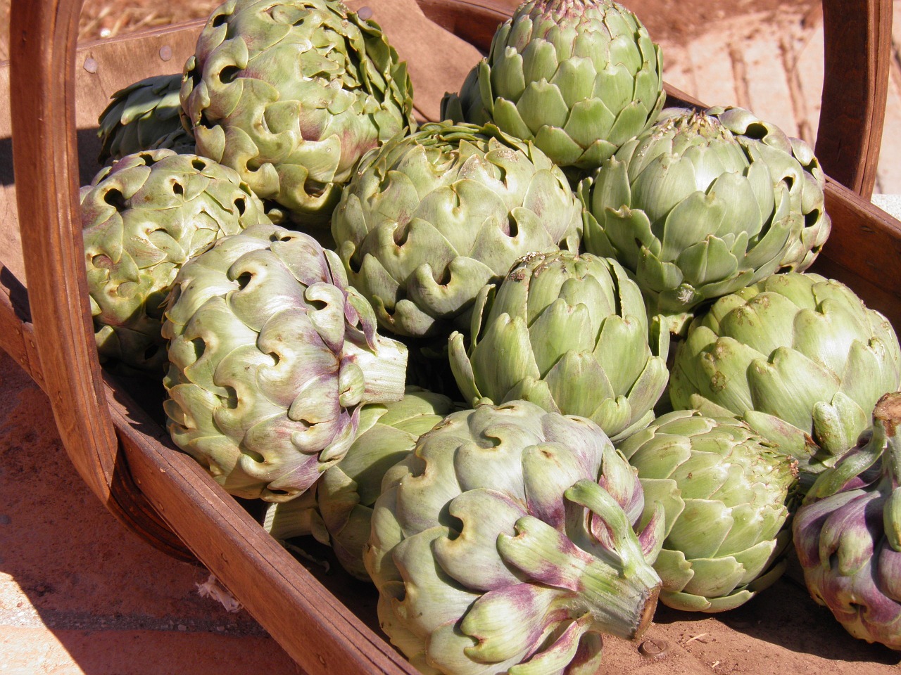 Grow Globe Artichokes