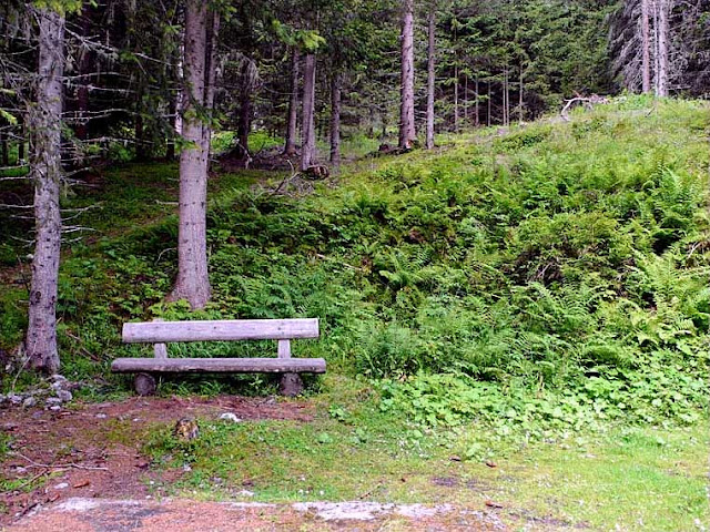 Bench in the forest, Vinschgau Valley (Val Venosta), South Tyrol