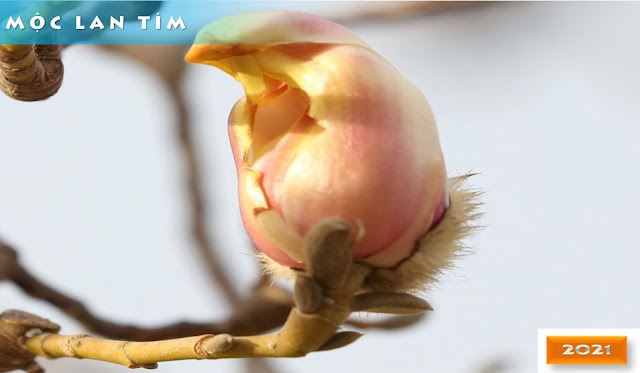Những ảnh chụp độc đáo về hoa mộc lan tím