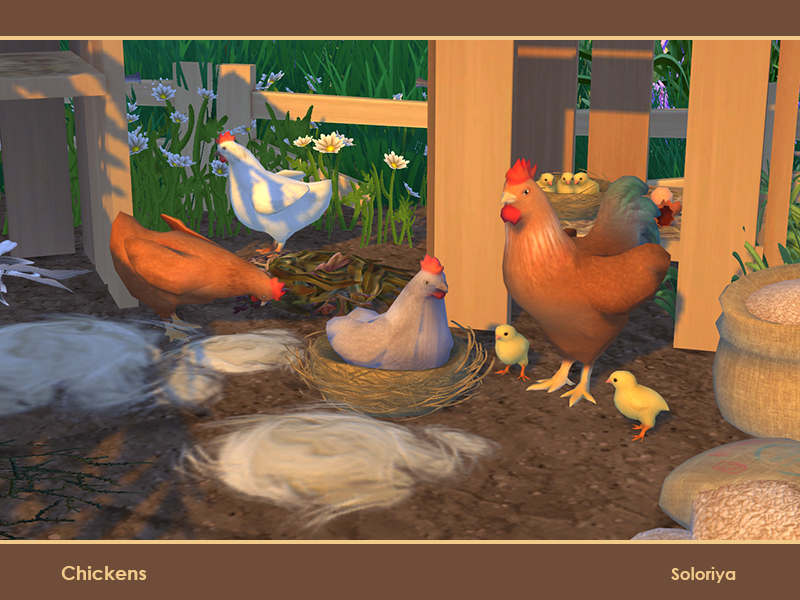 How To Clean Chickens Sims 4