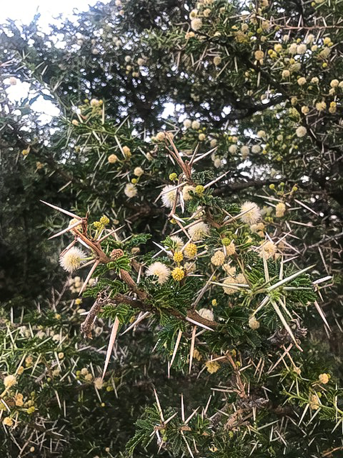 Umbrella Thorn Acacia tortilis Umbrella Thorn Acacia tortilis