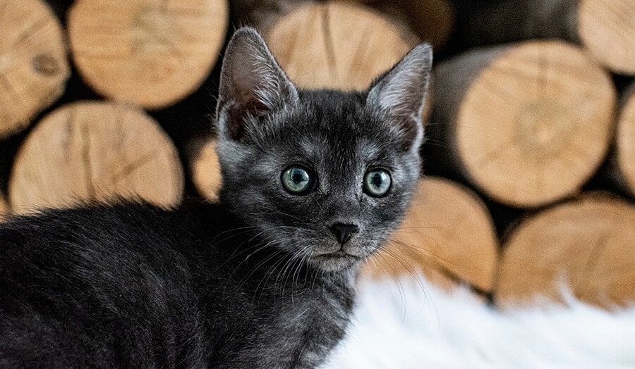 Chat bengal noir mélanique