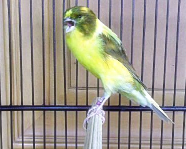 Cara Sukses Budidaya Burung Kenari Menguntungkan Lpks Ulil Albab