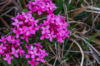 [Thymelaeaceae] Daphne cneorum – Garland flower