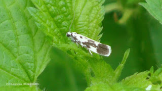 Ethmia quadrillella DSC172336