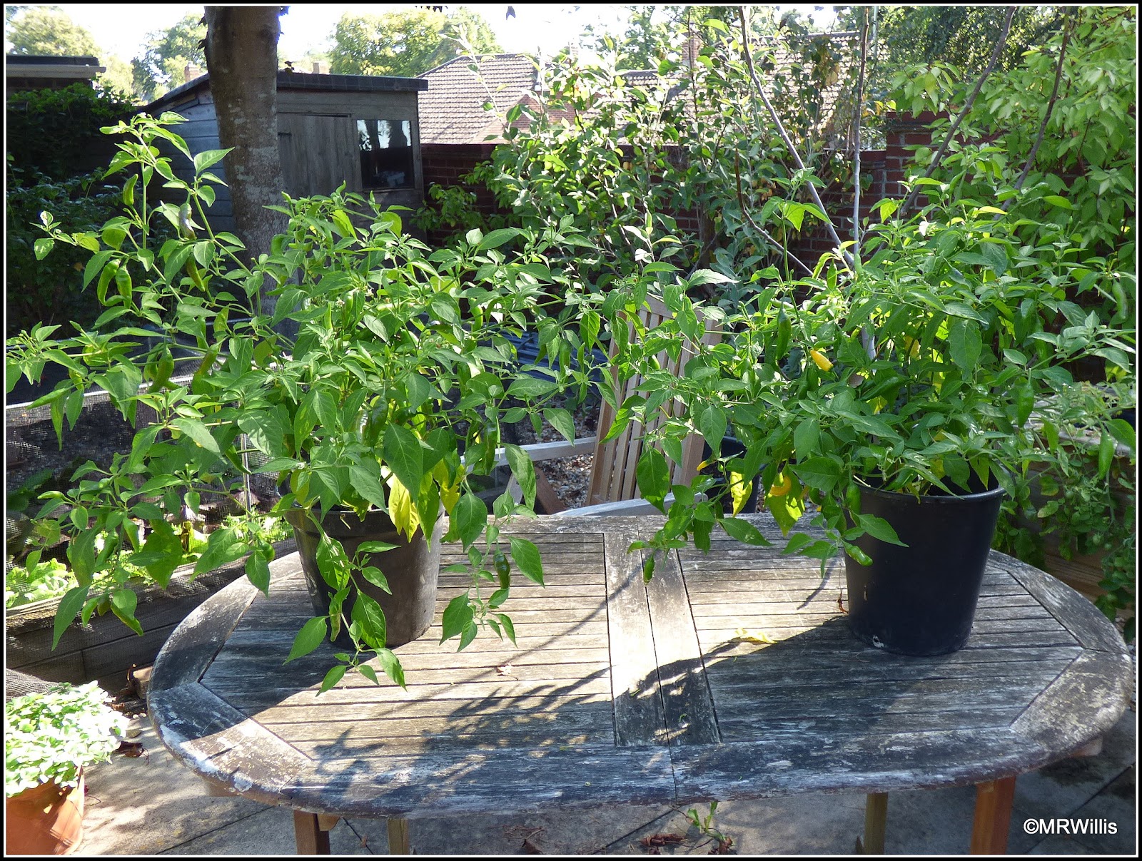 Mark's Veg Plot: Does pinching-out chilli plants really help?