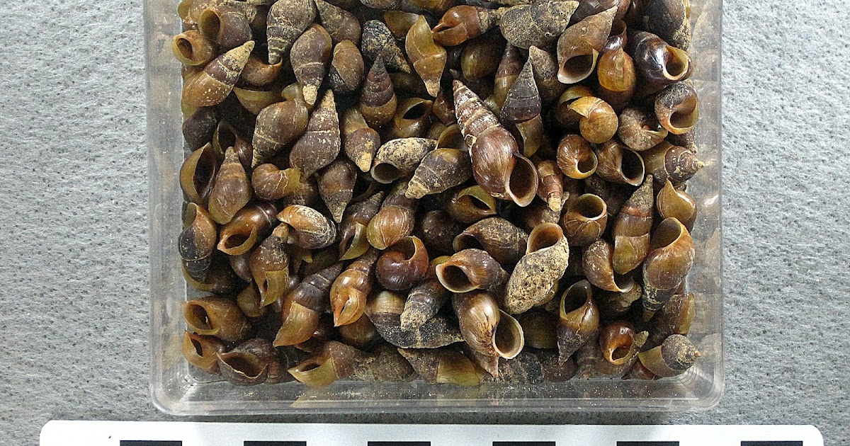 Polymath at Large The Virginia River Snail