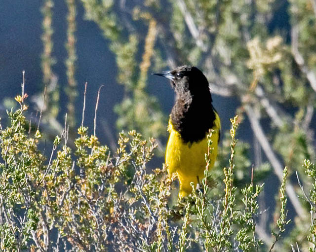 What Kind Of Birds Are Yellow And Black? Photos Of 15 Kinds - What Birds  Are In My Backyard?