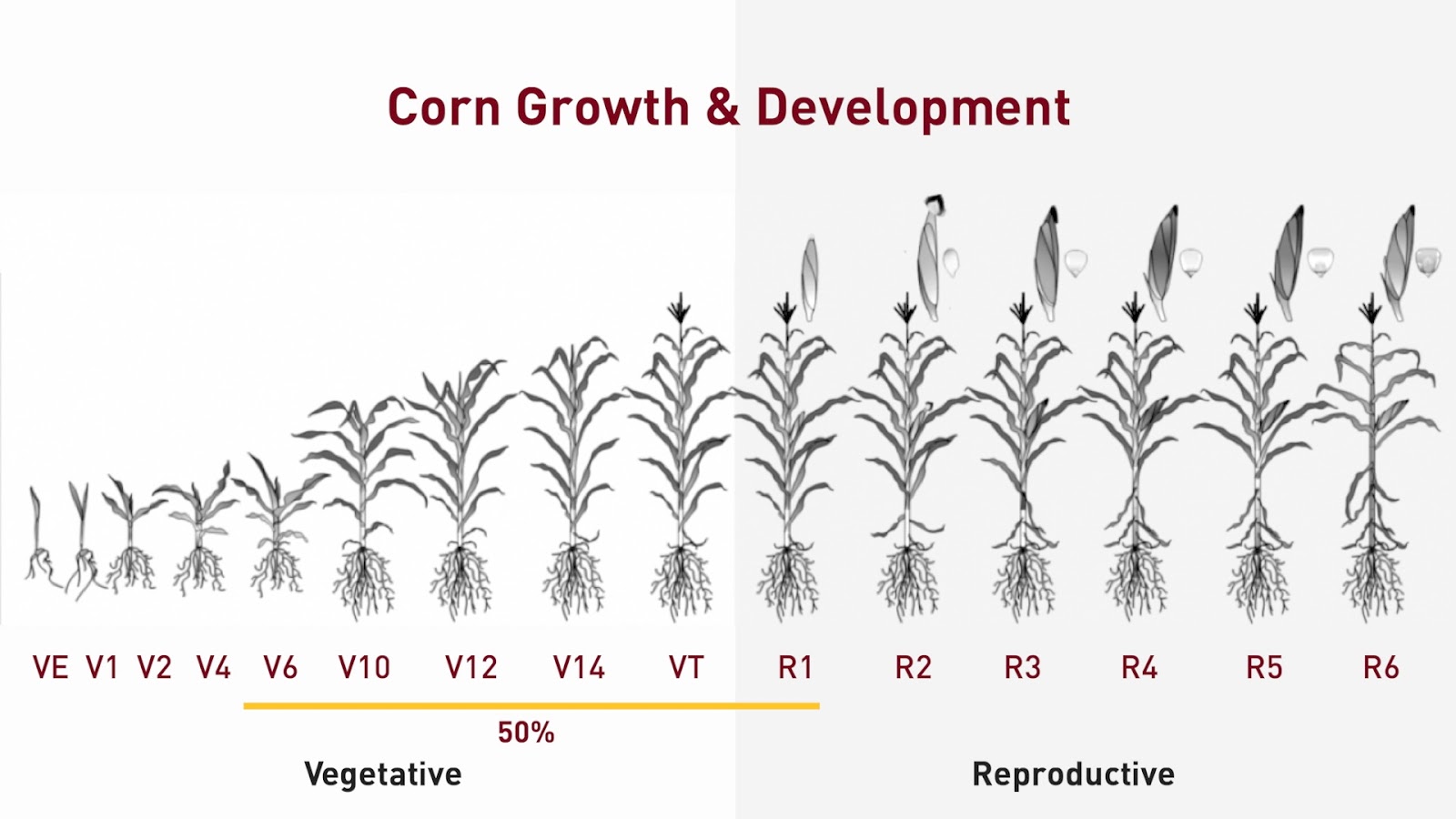 Video What source of sulfur is right for you?