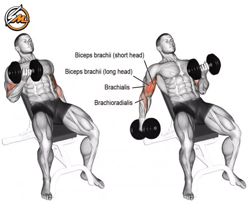 Top 5 Best Bicep Exercises For Massive Arms