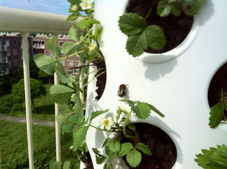 How To Make a Vertical Strawberry Tower From PVC Pipe Decor Units
