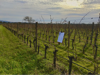 conduzione vigna bio