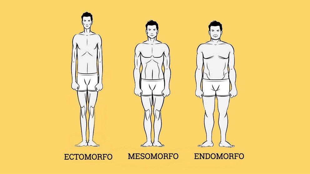 La Morfología Corporal En Hombres