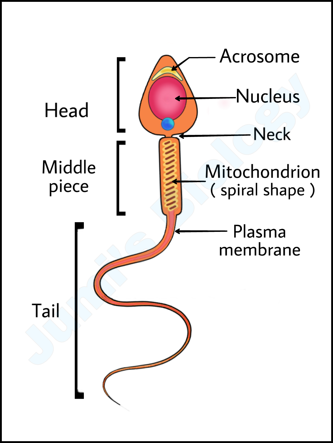 Structure Of Sperm Diagram Draw Labelled Diagram Of Doovi The Best Porn Website