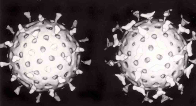 Вирус — широко известный пример существа-молекулы. Все современные вирусы — паразиты. Их ДНК или РНК «самокопируется» только внутри живой клетки