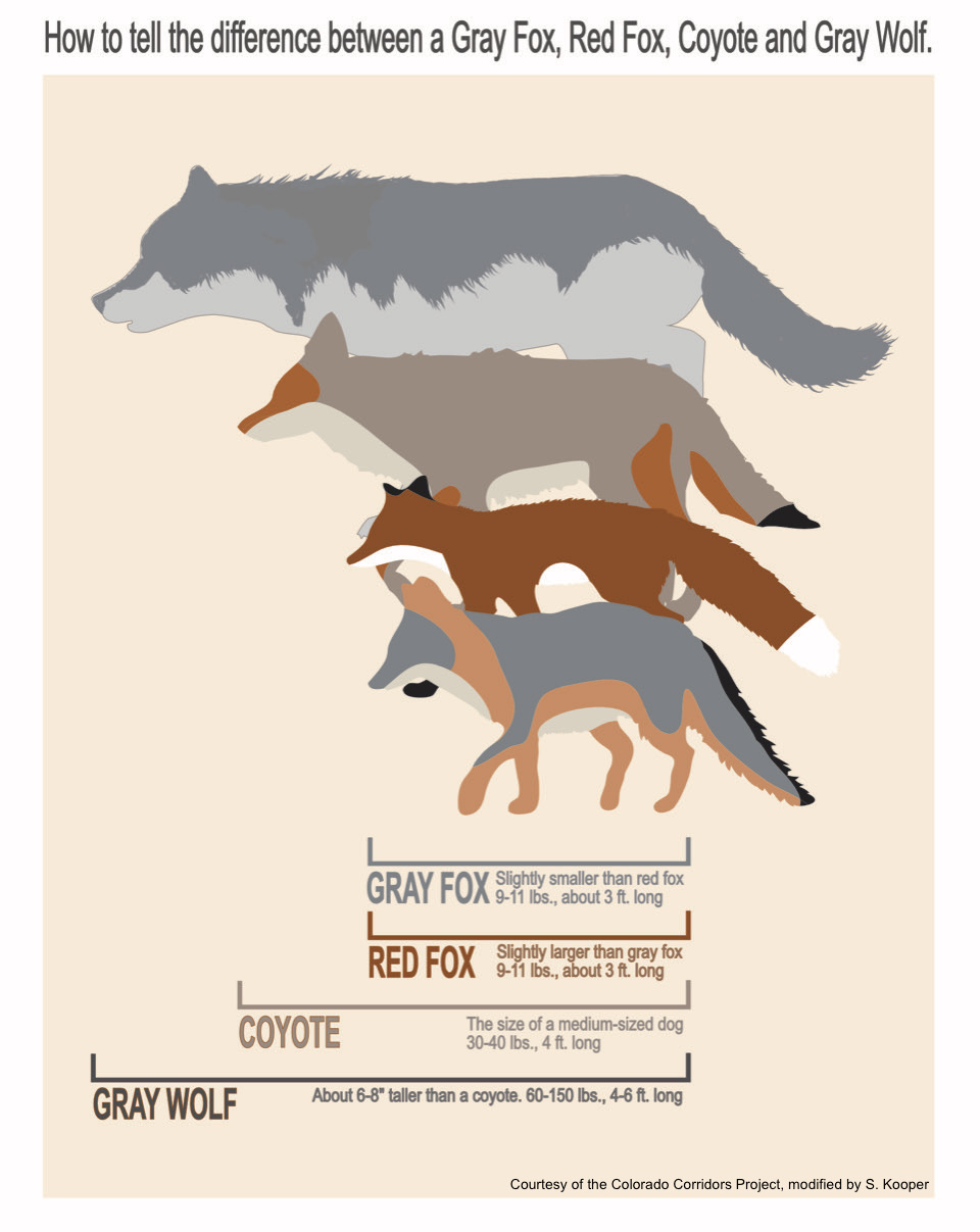Comparing Canids