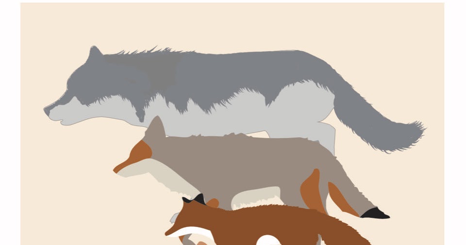 Animal Identification Throwdown: Gray Wolf vs. Coyote