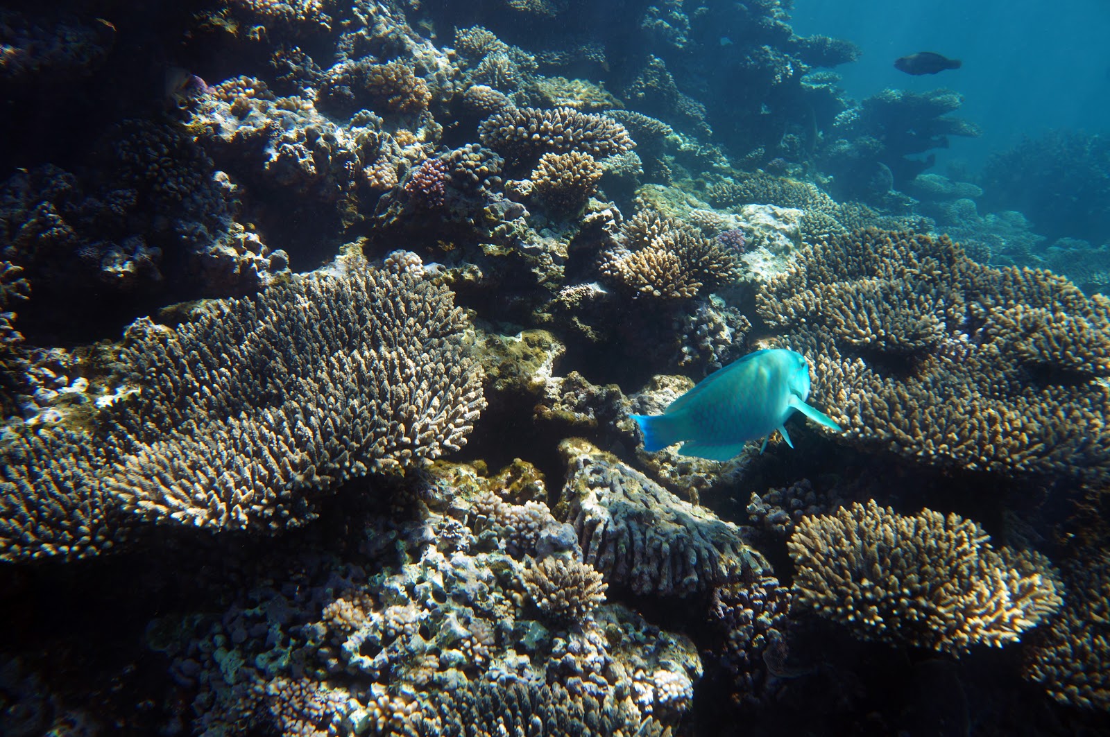 Snorkeling the Ningaloo Reef (Ningaloo Marine Park) The Long Way's Better