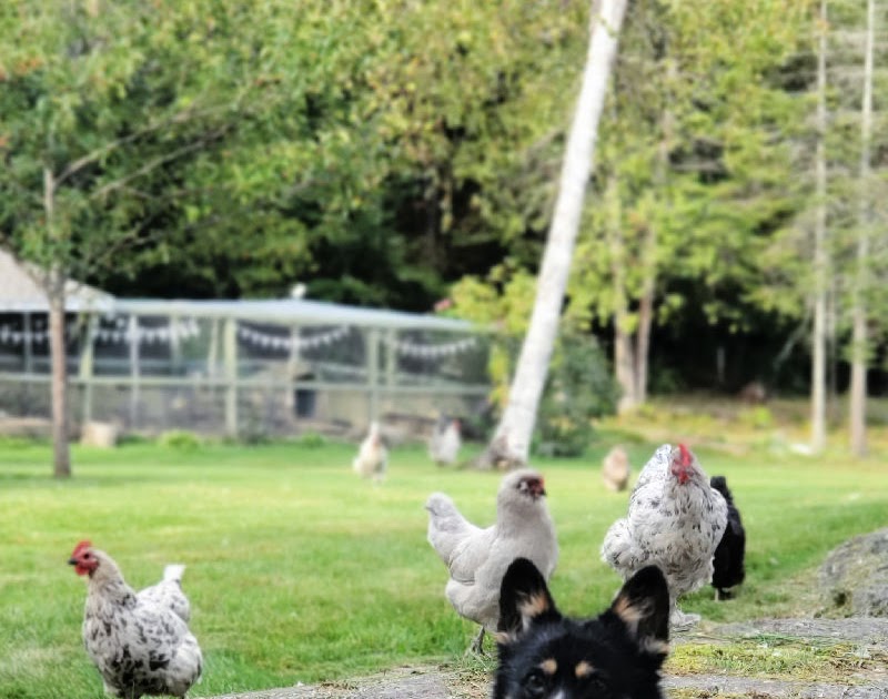How Do I Train My Dog To Herd Chickens