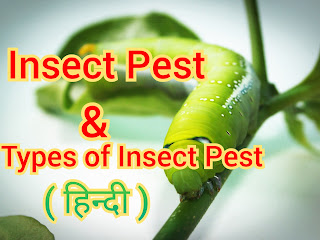 PEST : insect Pest in Hindi