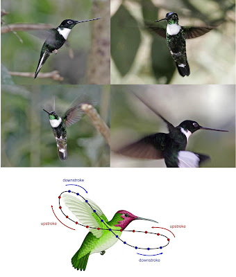 Position of wings of hummingbirds in a stroke