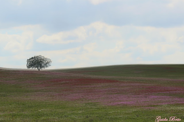 Primavera no Alentejo Campo cor de rosa