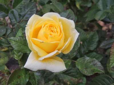 rose jaune remontant