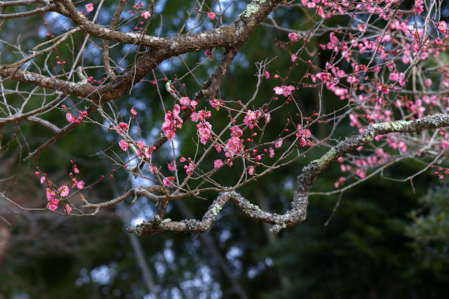 #photo #sigma #foveon #sdquattroh #japan #yamagata #tsuruoka #写真 #山形県 #鶴岡市