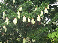 Pohon sapu tangan (Maniltoa grandiflora)