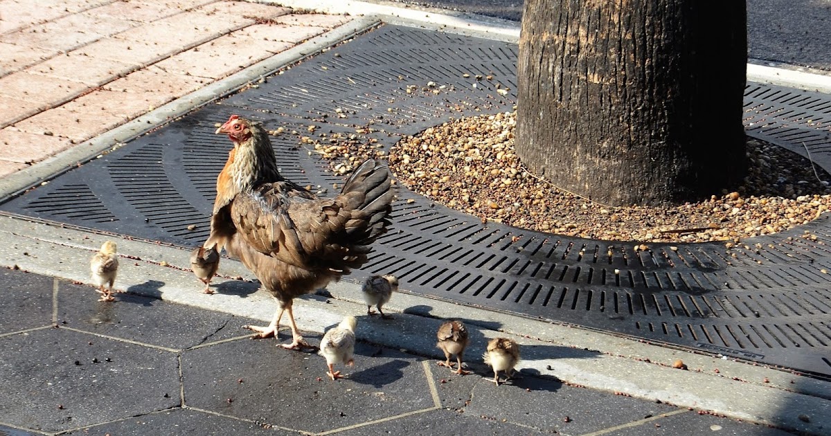 The Ybor City Stogie Ybor City Chickens