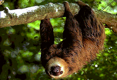 nature&biology: Ssaki !