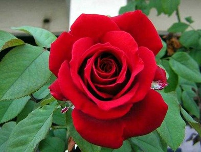6 Cara  Merawat  Bunga  Mawar Agar  Cepat Berbunga  Lebat 