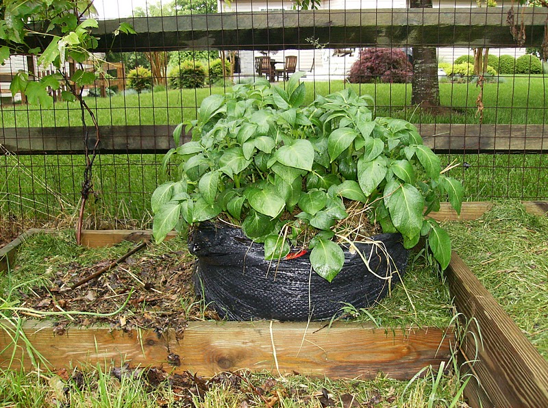 The Rusted Vegetable Garden