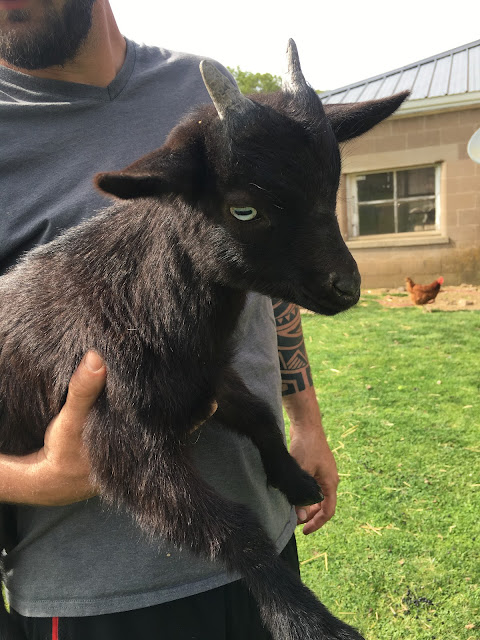Schimpf Farms - goats