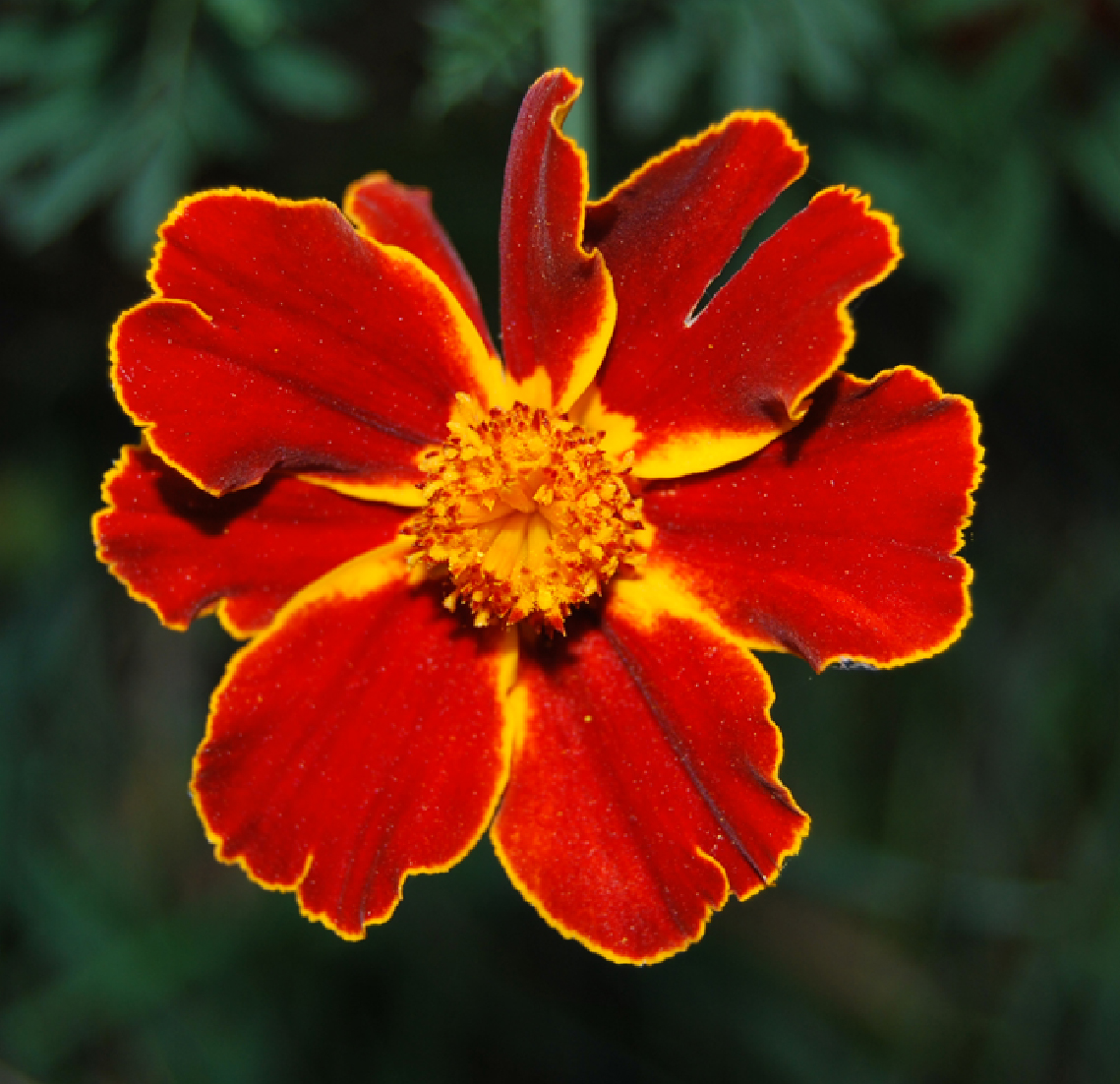 Fotos de flores CLAVEL DE MORO
