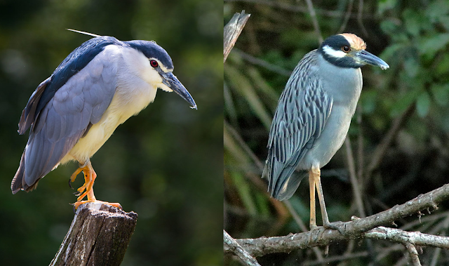 Wing Tips: Black-crowned and Yellow-crowned Night-Herons