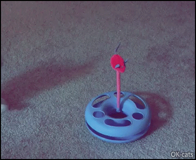 Funny Cat GIF • Kitten jumping and playing like crazy with his new toy. He's so happy Funny Cat GIF • Kitten jumping and playing like crazy with his new toy. He's so happy