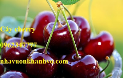 Cung cấp cây Cherry giá rẻ, chất lượng tốt - 2