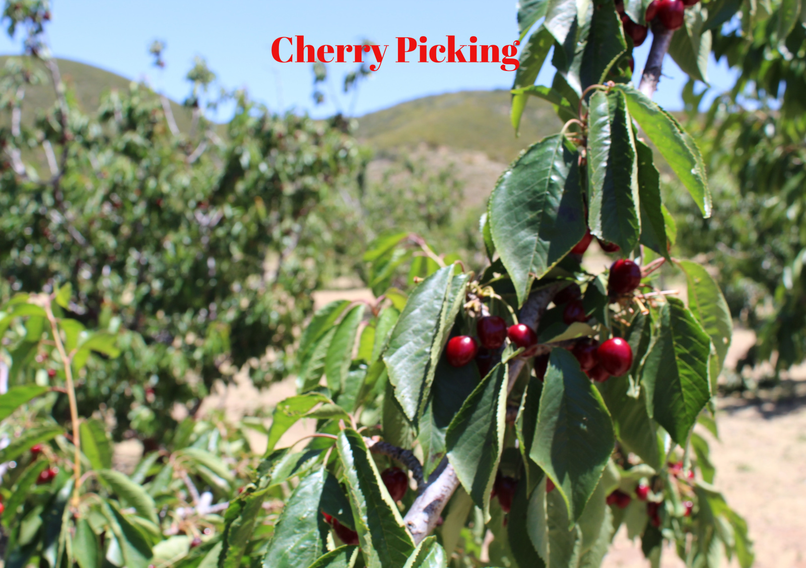Field Trip Mom California grows delicious CHERRIES!!!
