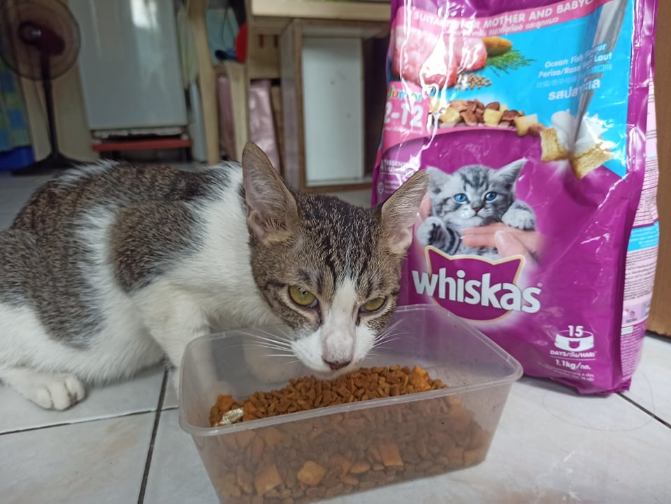 Adventures of Lurielle The PEDIGREE Store bring you diiferent healthy